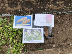 薬用植物園実習の様子その4